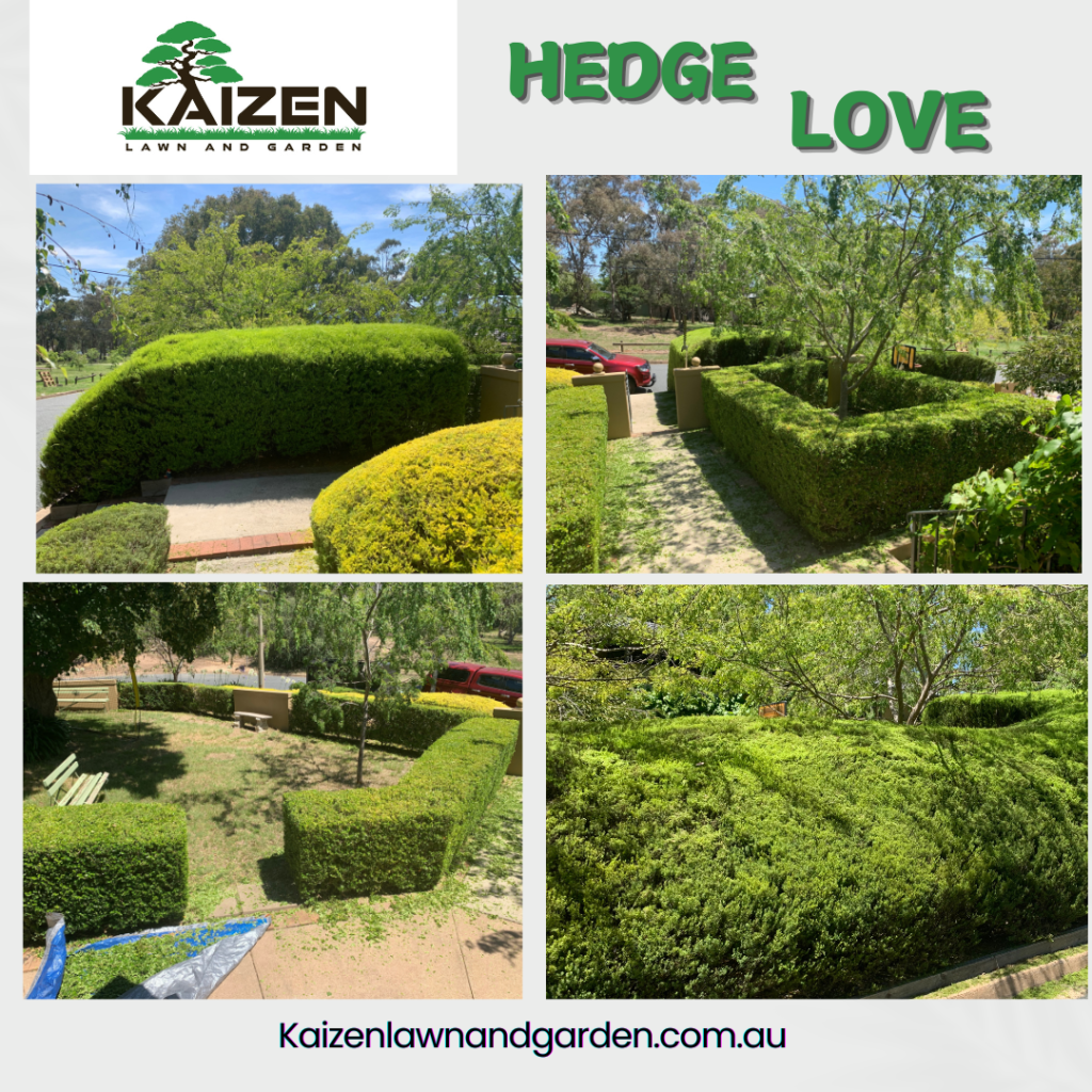 HEDGING